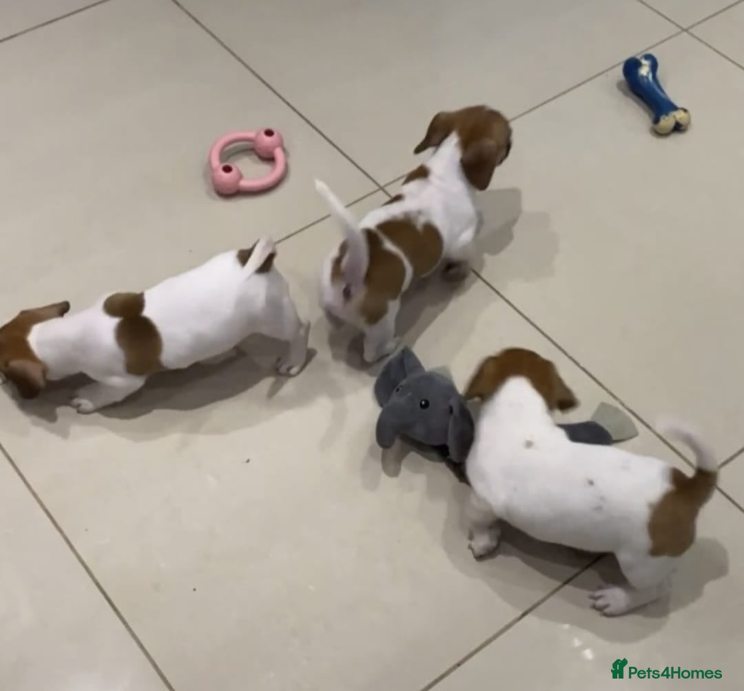 Jack Russell dogs for sale: PROPER JACK RUSSELL PUPPIES  - Advert 4