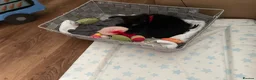 Mixed Breed cats for sale: Adorable kittens ready for there forever families  - Advert 25