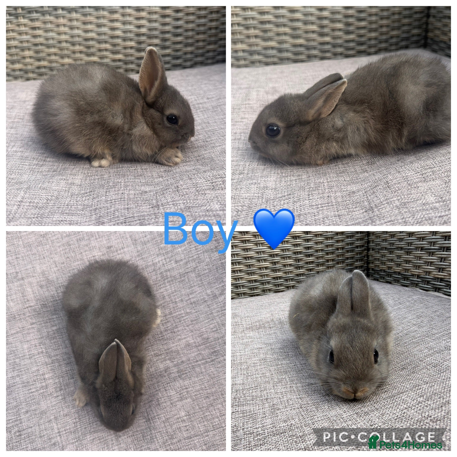 Netherland Dwarf rabbits 1 male, 2 female purebred Netherland Dwarf’s - Advert 1