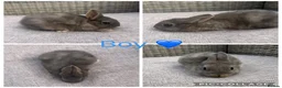 Netherland Dwarf rabbits for sale: 1 male, 2 female purebred Netherland Dwarf’s - Advert 1