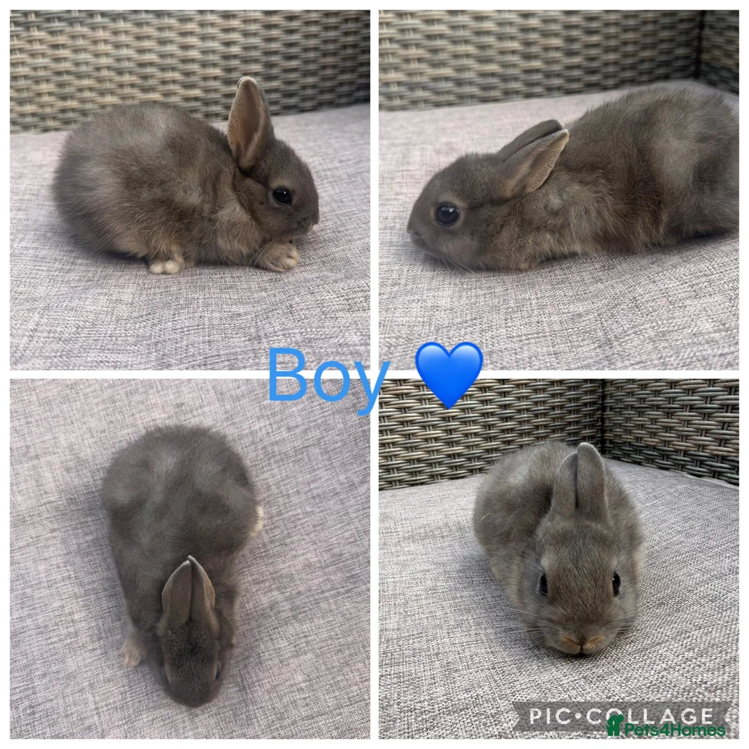 Netherland Dwarf rabbits for sale: 1 male, 2 female purebred Netherland Dwarf’s - Advert 1