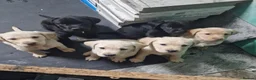 Labrador Retriever dogs for sale: 10 beautiful pedigree labrador pups in Pontypool - Advert 16