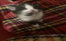 Mixed Breed cats for sale: 1 beautiful girl kitten - Advert 5