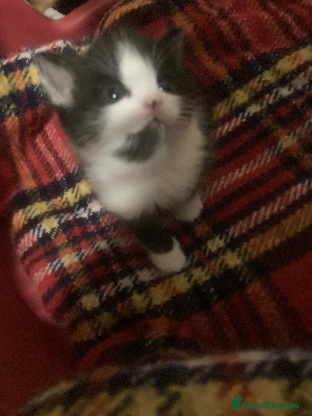 Mixed Breed cats for sale: 1 beautiful girl kitten - Advert 5