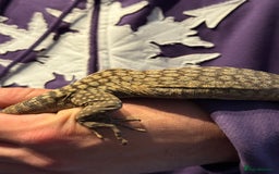 Monitor reptiles for sale: Tristis Tristis Monitor  (Black Headed Monitor) - Image 5