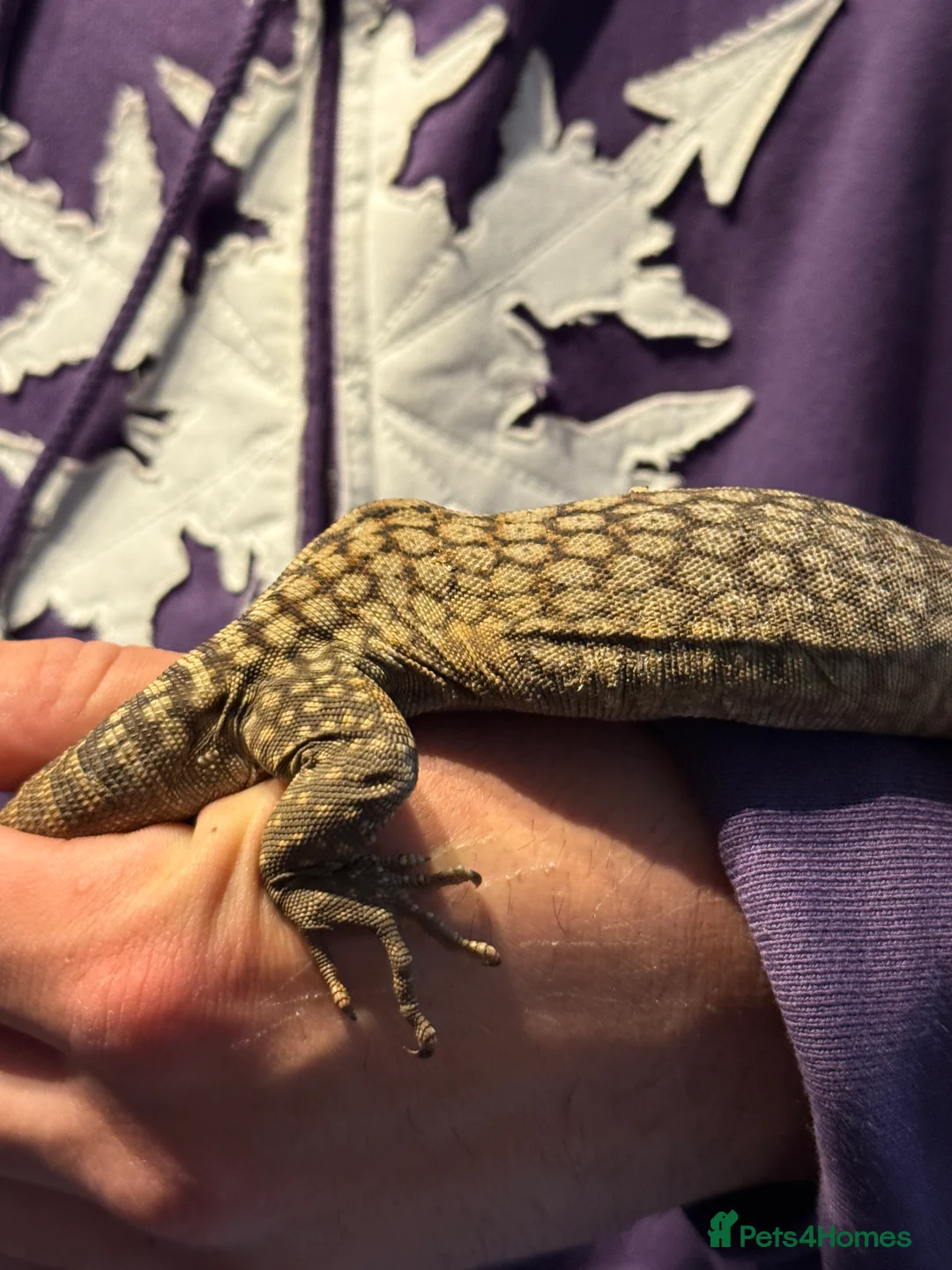 Monitor reptiles for sale: Tristis Tristis Monitor  (Black Headed Monitor) - Advert 5