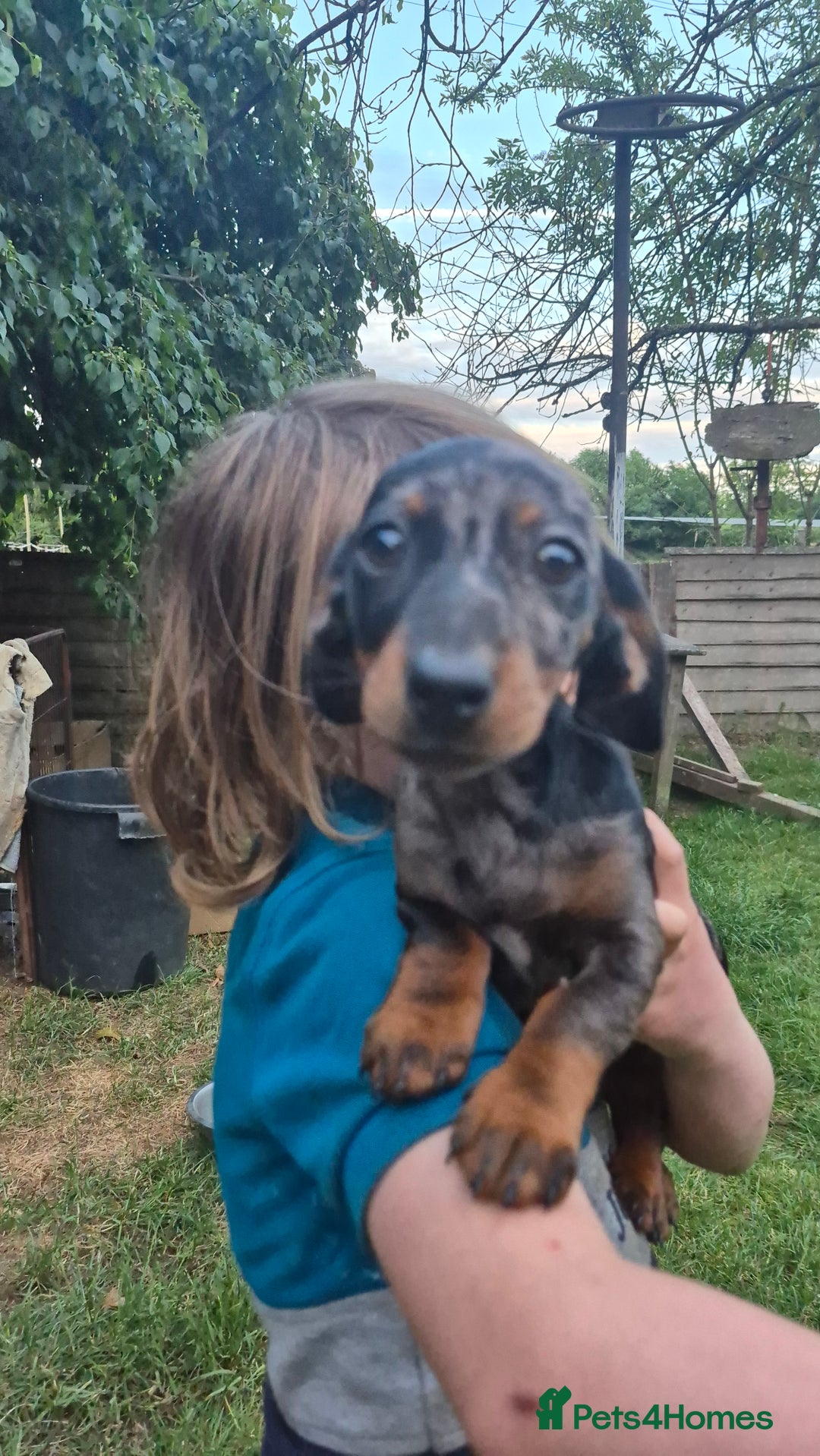Miniature Dachshund dogs for sale: Miniature Dauschaund  in Salisbury - Image 5