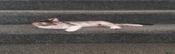 Mixed Breed cats for sale: Calico Female kitten 16 weeks - Advert 10