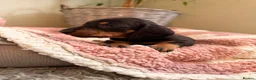 Miniature Dachshund dogs for sale: KC Miniature Smooth Dachshund Puppies - Advert 30