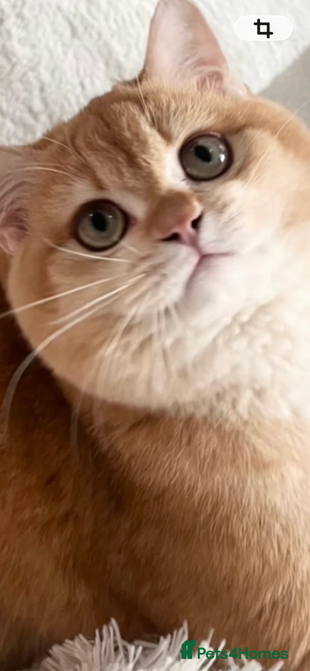 British Shorthair cats for sale: Active chocolate golden chinchilla - Advert 3