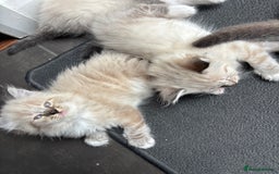 Ragdoll cats for sale: Ragdoll kittens - Image 5