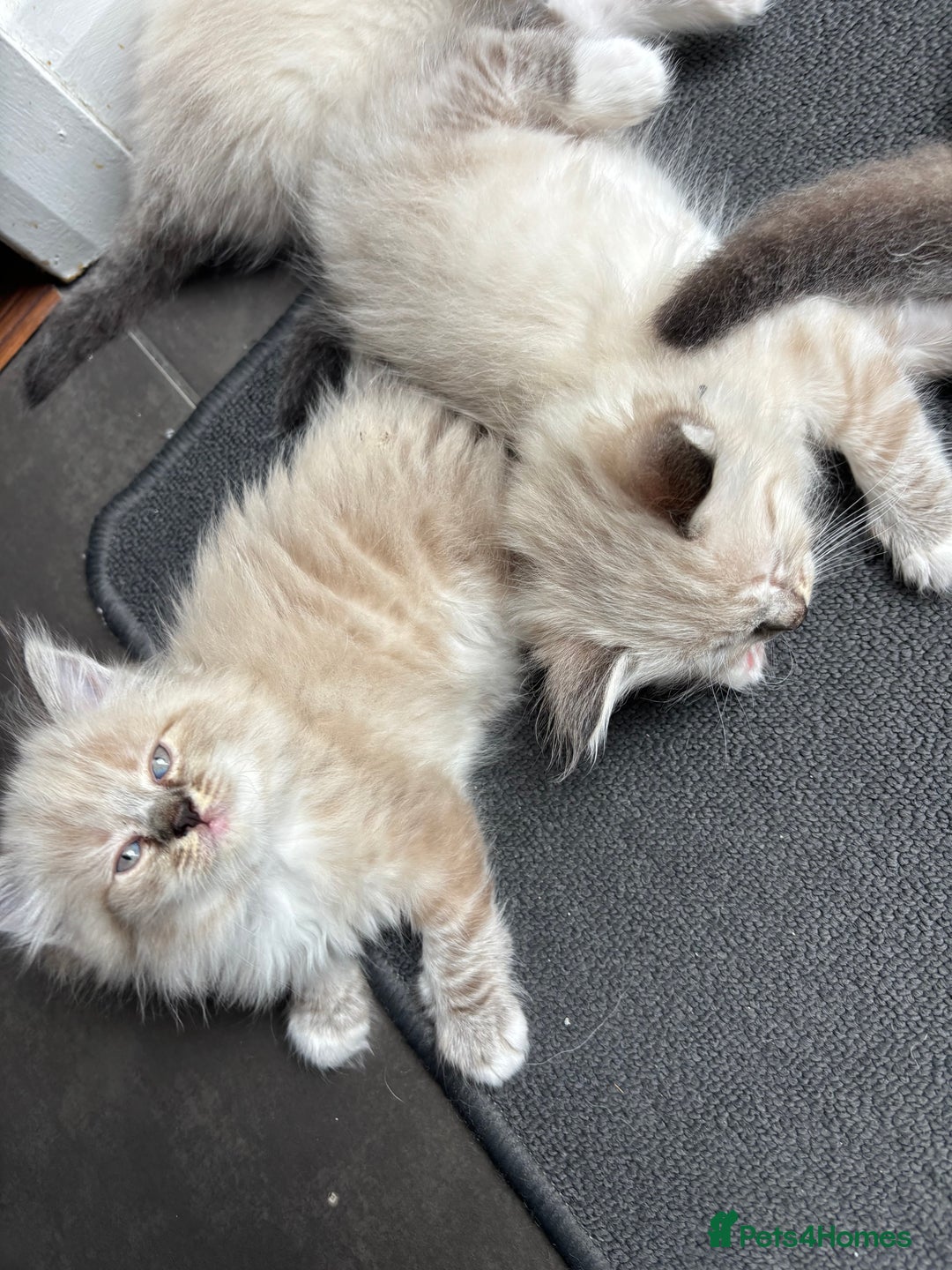 Ragdoll cats for sale: Ragdoll kittens - Image 5