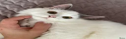 Munchkin cats for sale: Beautiful long legs Munchkin×BSH kittens  - Advert 22