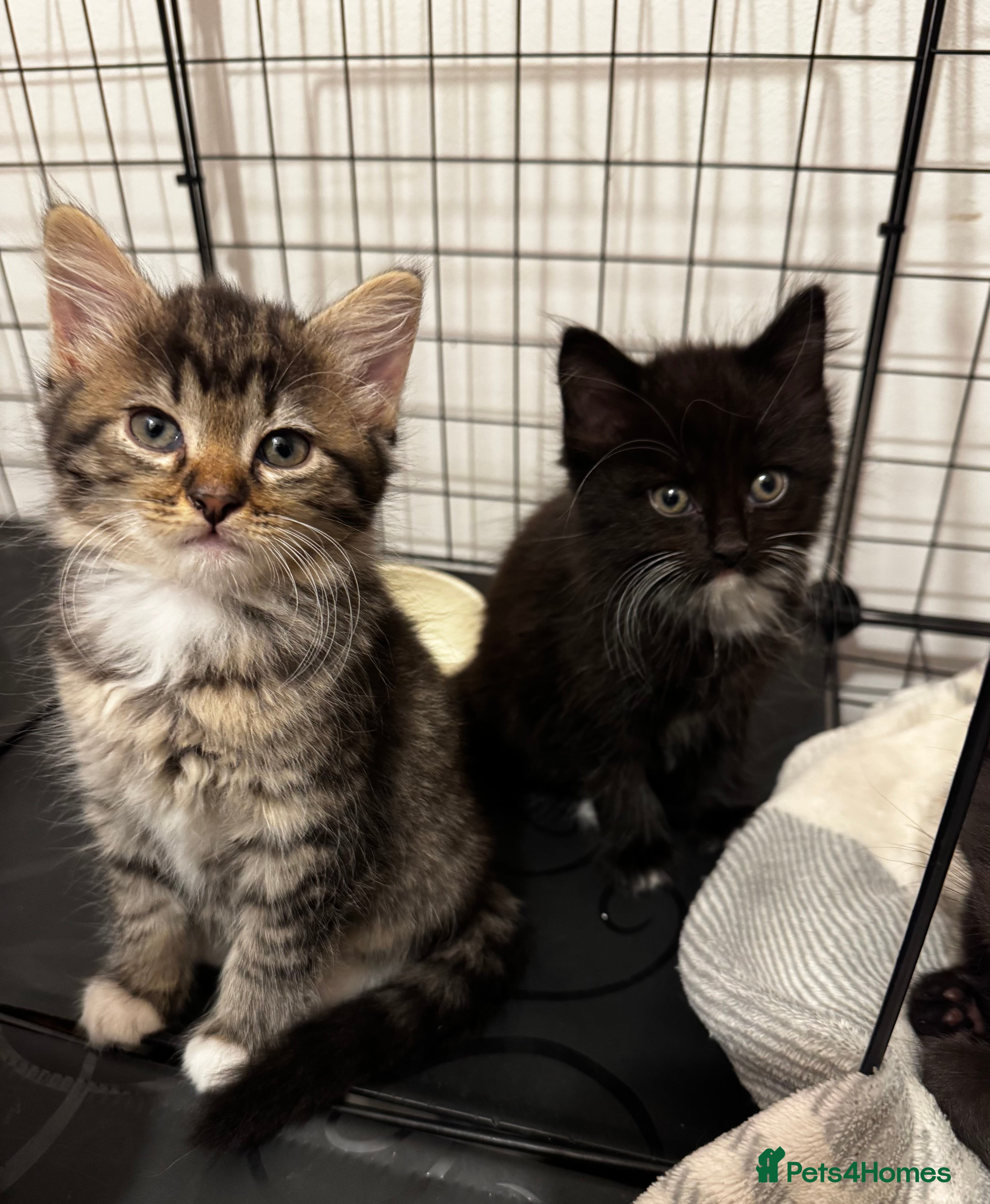 Mixed Breed cats Kittens 🐈🐈‍⬛ - Advert 1