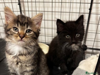 Mixed Breed cats Kittens 🐈🐈⬛ - Advert 1