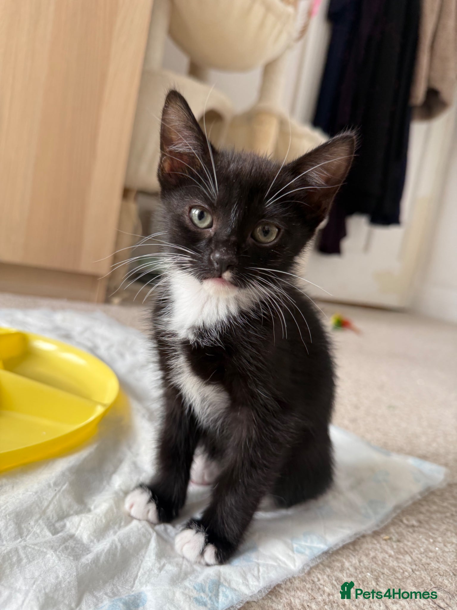 Mixed Breed cats Cutest Tuxedo kitten, Teddy - Advert 15