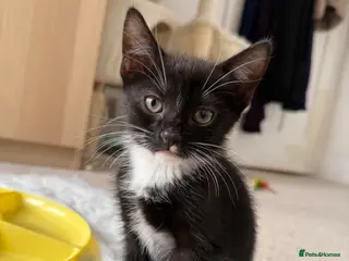 Mixed Breed cats Cutest Tuxedo kitten, Teddy - Advert 15