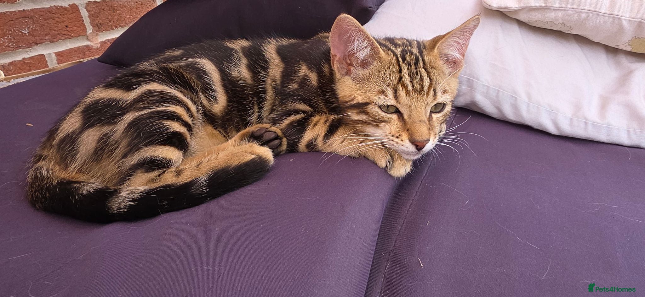 Bengal cats Bengal Marble kitten male - Advert 1