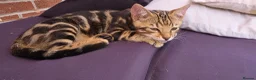 Bengal cats for sale: Bengal Marble kitten male - Advert 1