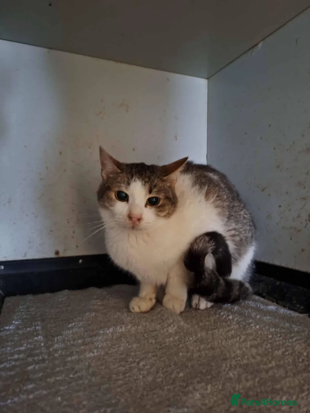 Mixed Breed cats for adoption: Galaxy for adoption - Advert 4