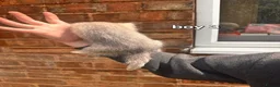 Ferret rodents for sale: Litter of 6 stunning ferrets  in Worksop - Advert 10