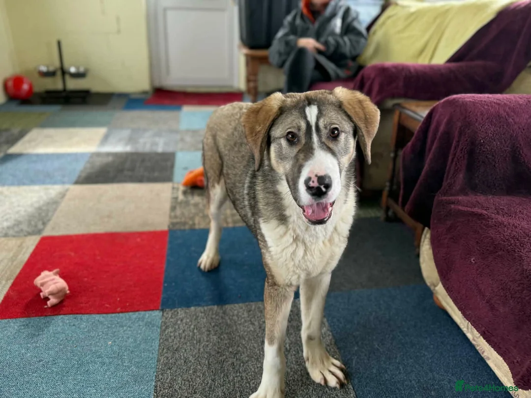 Mixed Breed dogs for adoption: FLORIAN - THE BFG PUPPY - Advert 2