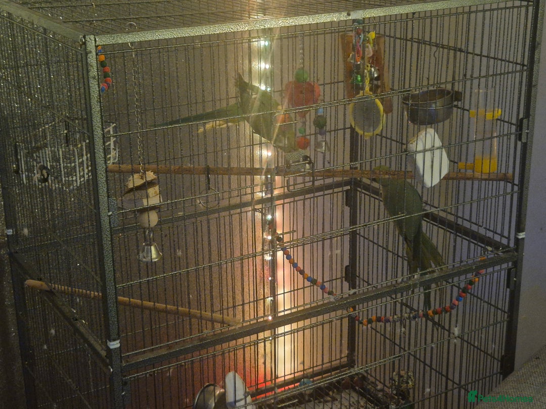 Ringnecks birds for sale: Male and female ringneck parrots  - Advert 3