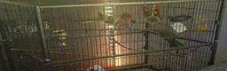 Ringnecks birds for sale: Male and female ringneck parrots  - Advert 3