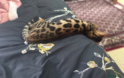 Bengal cats for sale: Beautiful Bengal boy  - Image 4