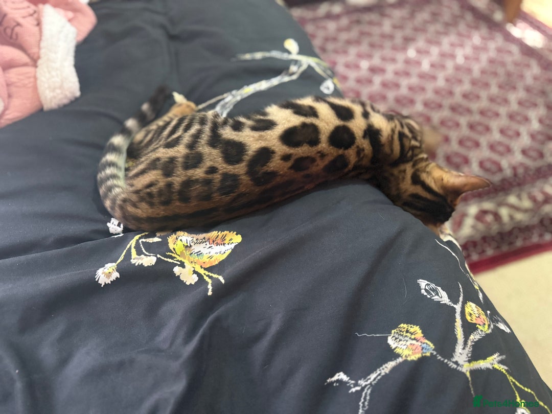 Bengal cats for sale: Beautiful Bengal boy  - Image 4