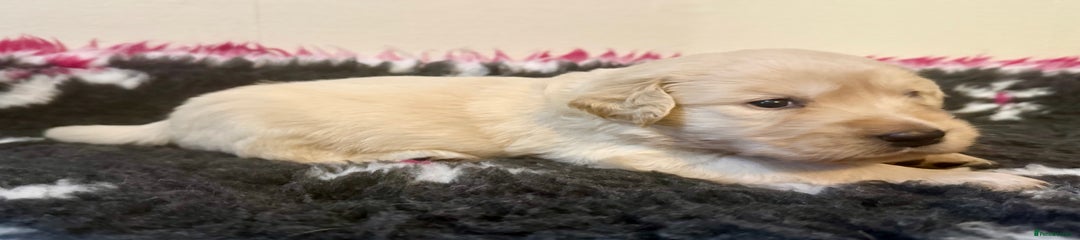 Goldador Puppy 2 (Black Collar)