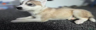 Huskita/siberian-husky Puppy 2