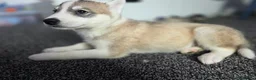 Huskita dogs for sale: huskita/siberian husky puppies - Advert 20