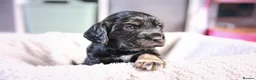 Cocker Spaniel dogs for sale: One female puppy left  - Advert 30