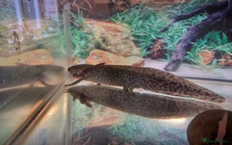 Axolotl reptiles for sale: Two axolotls  - Image 1