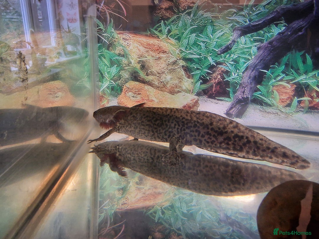 Axolotl reptiles for sale: Two axolotls  - Image 1