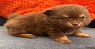 Pomchi dogs - Advert 13