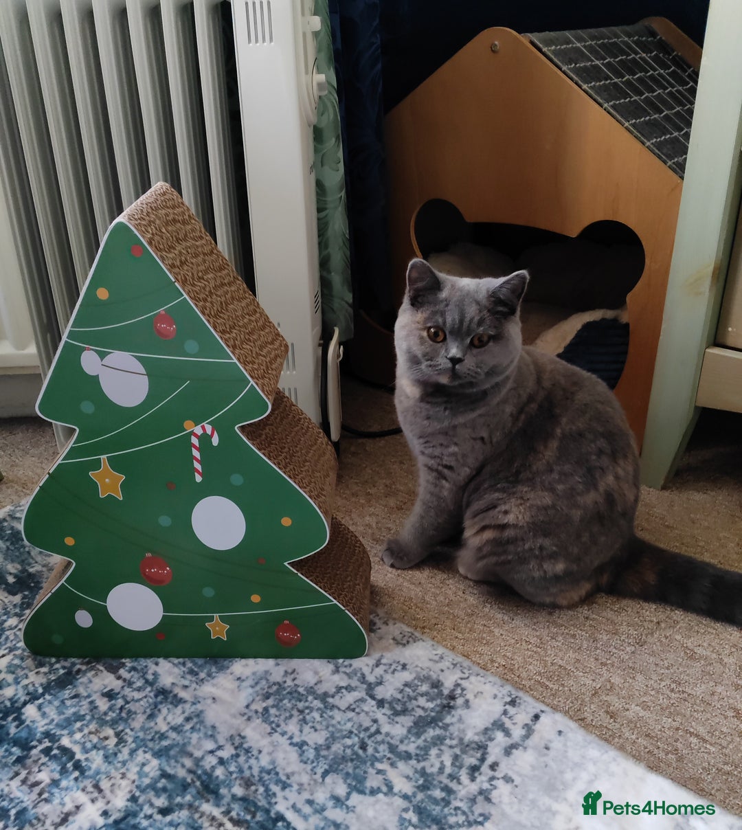 British Shorthair cats for sale: GCCF champions lines.Odd eyes boy and girl. - Advert 17