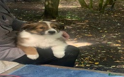 Mixed Breed dogs for sale: Welsh sheepdog/collie cross  - Image 4
