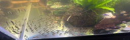 Plecos fish for sale: Baby Bristlenose Plecos for Sale - Available now! - Advert 6