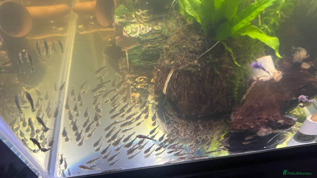 Plecos fish for sale: Baby Bristlenose Plecos for Sale - Available now! - Advert 6