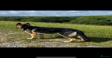 German Shepherd dogs in Welshpool - Advert 6