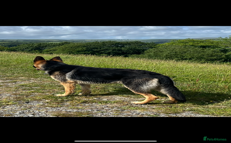 German Shepherd dogs in Welshpool - Advert 2