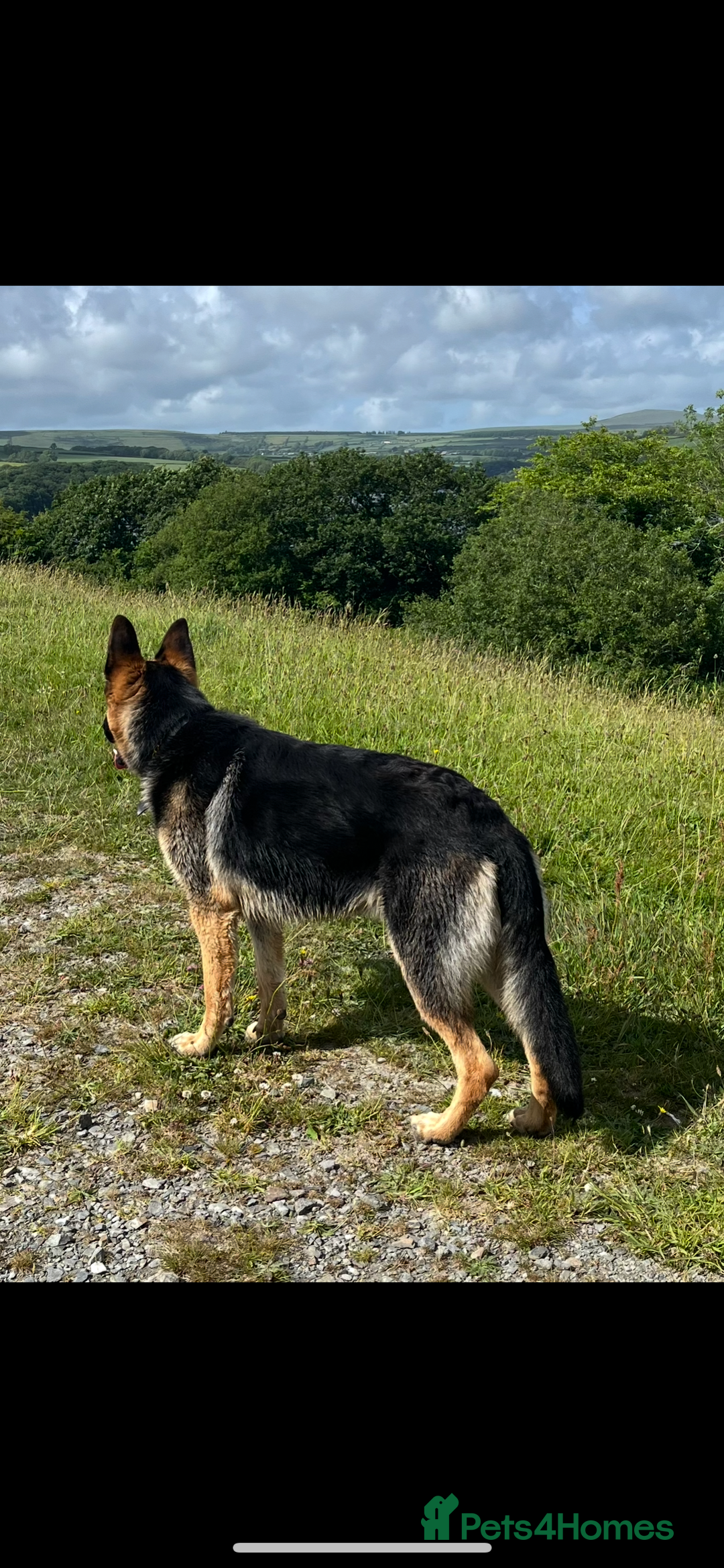 German Shepherd dogs for stud: Kc Reg fully health tested German Shepherd Stud  in Welshpool - Image 2