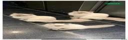 Ragdoll cats for sale: Ragdoll Kittens- Pure Blue Point in Sevenoaks - Advert 12