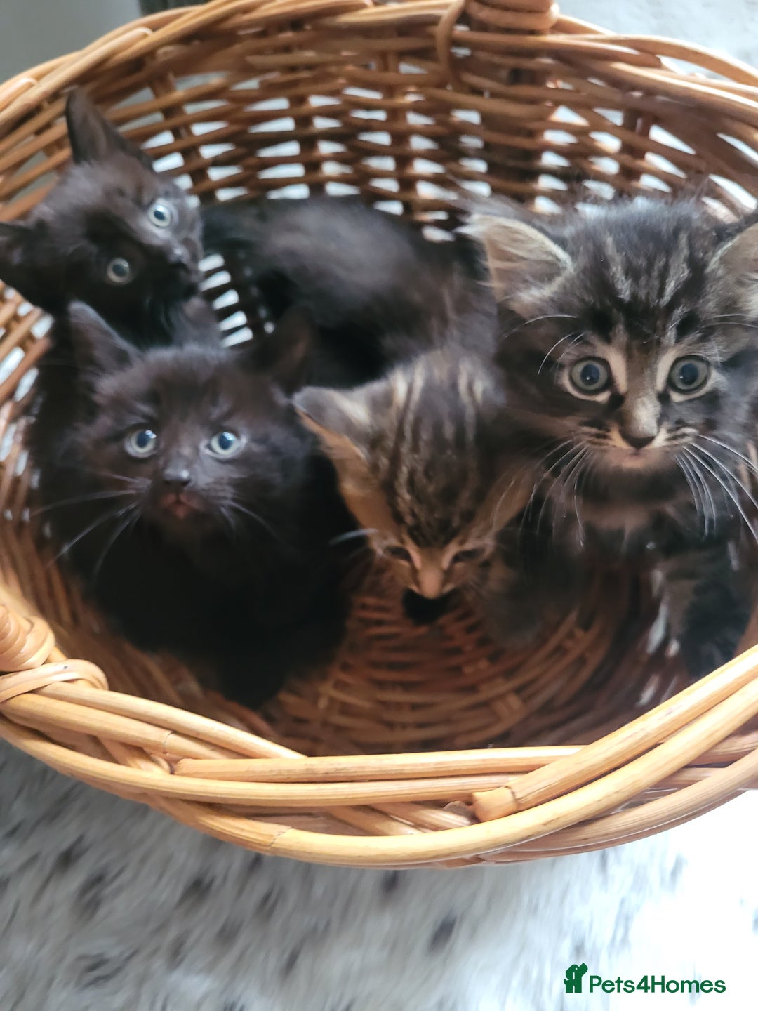 Ragdoll cats for sale: Cutest Ragdoll/Bengal mix kittens. - Image 3