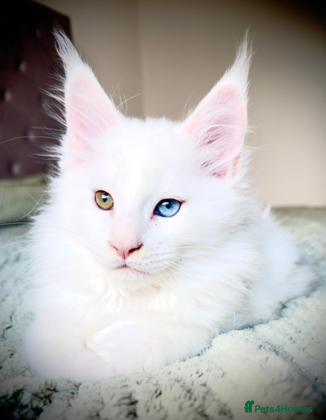 Maine Coon cats for sale: Cute Main Coon kittens from purebred parents  - Advert 4