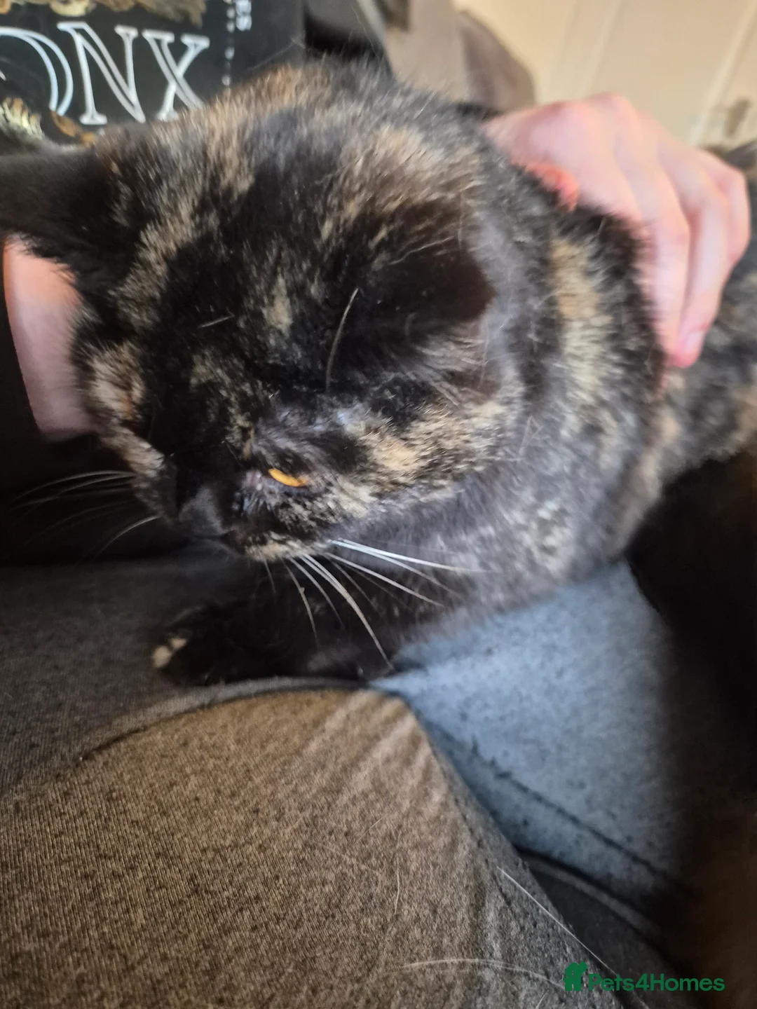 Selkirk Rex cats for sale: Pedigree tica reg black tortie neutered  - Advert 14