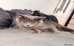 British Shorthair cats for sale: Beautiful Grey Male Cat – Ready for a New Home - Image 8