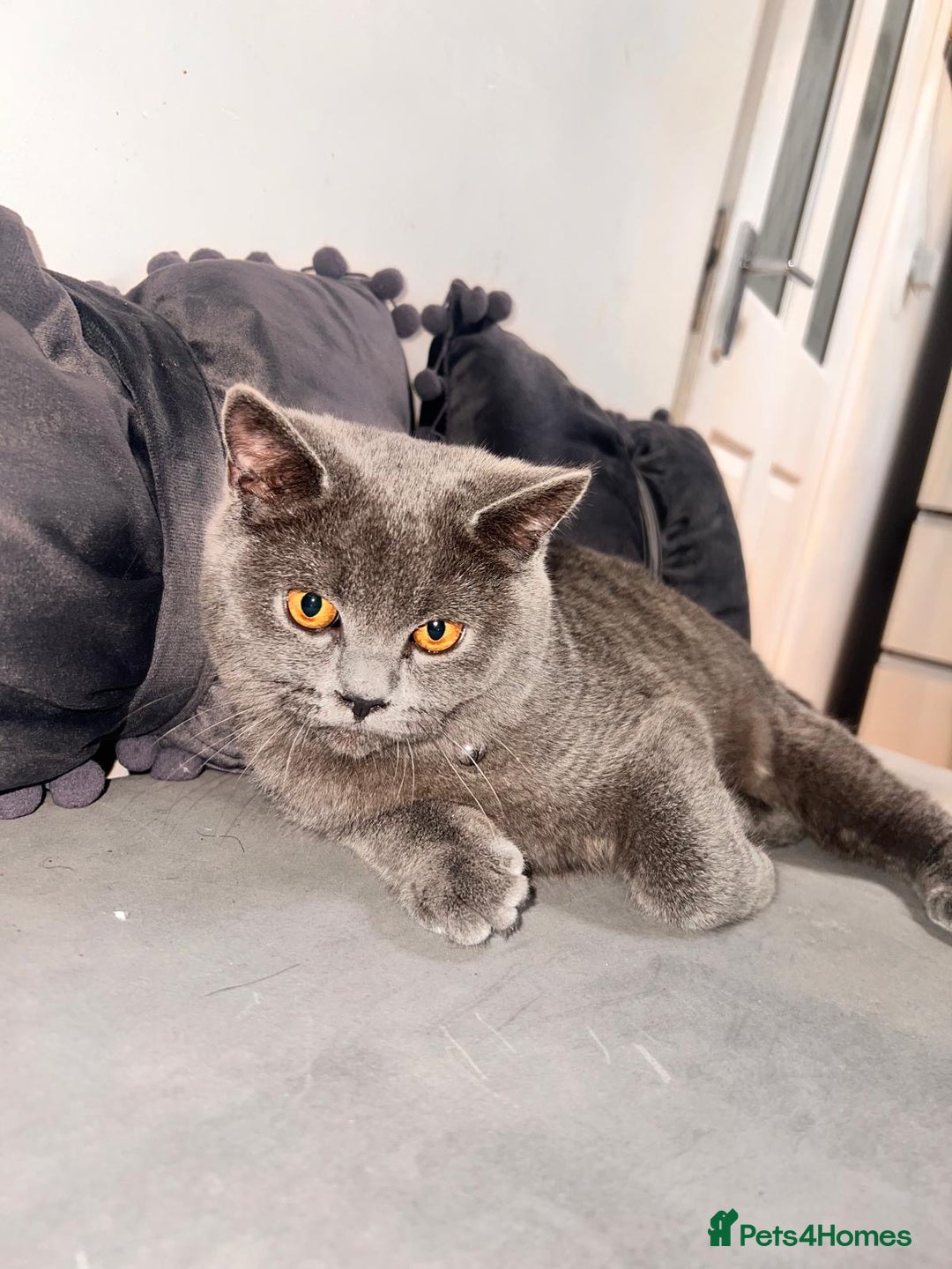 British Shorthair cats for sale: Beautiful Grey Male Cat – Ready for a New Home - Image 8
